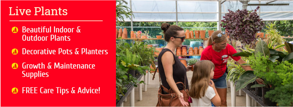 Proctor Ace - Department, Live Plants and Potting Pots