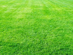 grassperfect sod plugs fix yard jacksonville florida