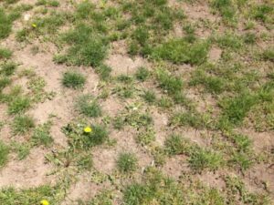 uglygrass sod replacement needed neptune beach florida