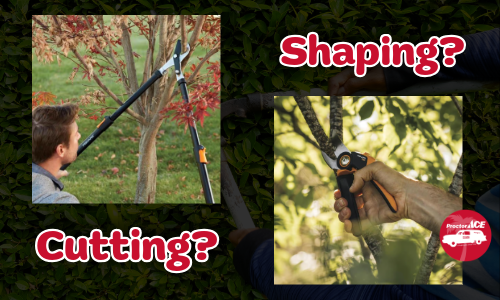 Pruning Tools Proctor Ace Ponte Vedra Fl