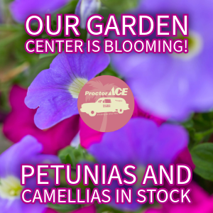 Garden Center Jacksonville Florida Petunia and Camellias